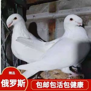 观赏鸽头型鸽子俄罗斯鸽子马头宠物鸽子活体一对种鸽子青年鸽包活