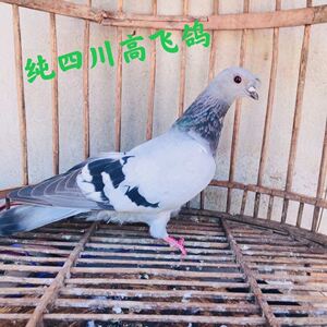 四川高飞鸽,纯种四川高飞,飞得高,时间久,观赏性强!