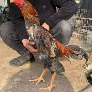七斤左右纯种越南鬼子斗鸡 斗鸡成年斗鸡 血统斗 中原成年斗鸡