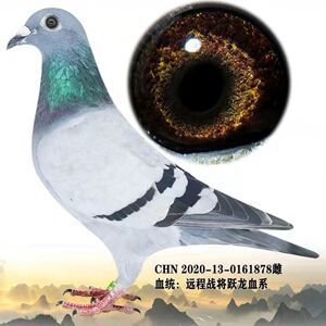 杨阿腾 詹森 吴淞 李鸟种鸽幼鸽信鸽