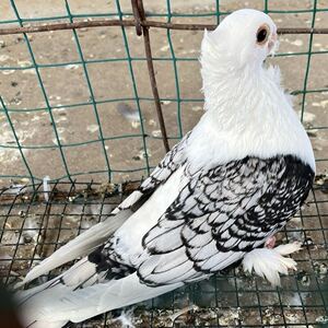 【东方淑女鸽】观赏鸽子活体小鸟活物种鸽公母一对青年幼鸽包活