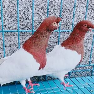 鸽子观赏鸽两头乌点子紫乌头两头红摩登寿星跟头鸽子种蛋受精卵