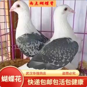 蝴蝶背信鸽观赏性宠物鸽子蝴蝶花比赛鸽子成年种鸽青年鸽一对活体