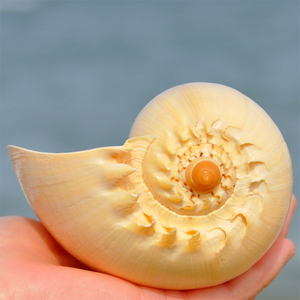 大海螺可听大海的声音黄金螺贝壳能吹响海螺号居家装饰工艺品礼物