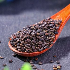 黄芪种籽散装中药材蒙古正北黄芪种子多年生春秋种植盆栽教学种子