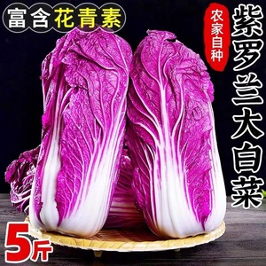 紫白菜新鲜蔬菜5斤生吃沙拉凉拌酒店饭店用花青素紫色皮大白菜