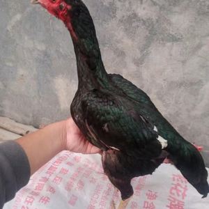 精品鬼母,越南斗鸡4到5斤,种母,小母中原母鸡!