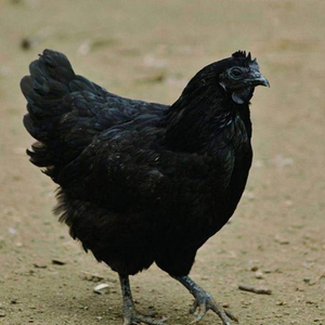 小鸡活苗纯种五黑鸡苗活体脱温一斤五黑绿壳蛋半大青年鸡包活包邮
