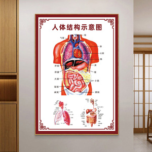 画安喷绘淘宝人体器官内脏结构图诊所背景墙挂图自律神经身体系统