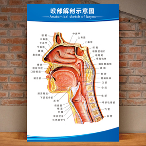 耳鼻喉解剖图墙贴人体解剖图结构示意图内脏器官医院挂图装饰挂画
