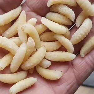 3级蜂蛹深山野生马蜂蜂蛹活体500g新鲜冰冻网红特产虎头蜂虫幼虫