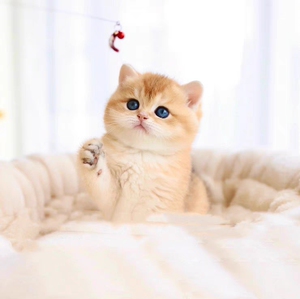 免费无偿领养英短金渐层幼猫小奶猫活体宠物猫咪活物小猫幼崽矮
