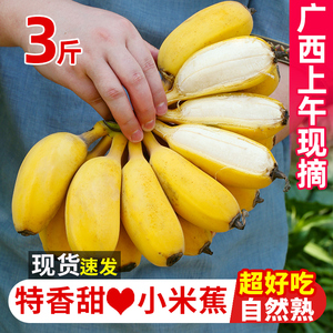广西小米蕉当季水果新鲜自然熟banana整箱苹果蕉正宗香蕉芭蕉包邮