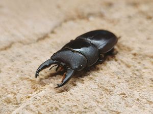 金牛扁锹甲锹形虫 幼虫l1/l2 昆虫甲虫活体宠物