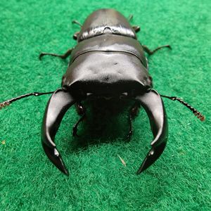 北峰中国大锹锹形虫 王翦血统幼虫l1/l2 昆虫甲虫活体宠物