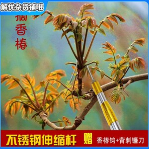 采摘榆钱香椿芽钩洋槐花神器万能工具钩子伸缩摘果器不锈钢伸缩杆