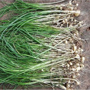 800人付款淘宝野韭菜湖北农产品野葱野菜新鲜现挖食用小葱山蒜带泥3斤