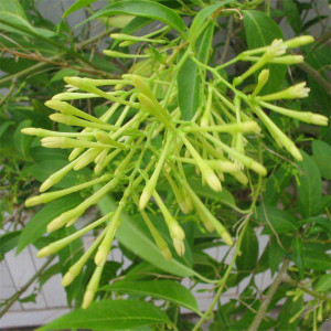 千里香盆栽驱蚊