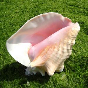 海鱼螺胭摆脂女王凤凰螺缸造景装饰家橱螺创意件壳大大居窗贝收藏