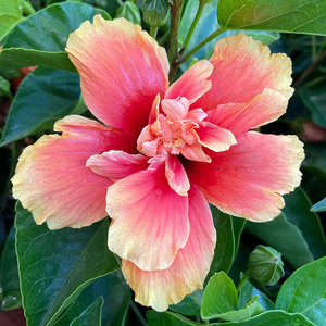 大红花盆栽扶桑花苗大盆花卉重瓣朱瑾木槿牡丹阳台庭院四季芙蓉花