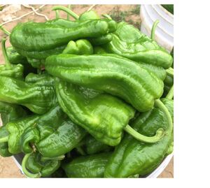 湖北农家自种新鲜辣椒薄皮虎皮青椒不辣泡泡椒时令蔬菜5斤包邮