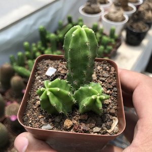 紫翠大实生株仙人球美p桃虾鹿角柱属仙有虾花稀人掌多肉植物小