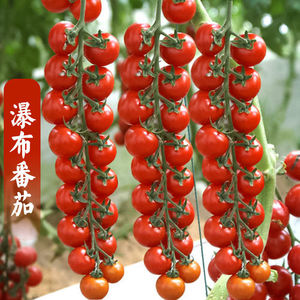 瀑布番茄种子四季圣女果春季小西红柿苗千禧籽季农家盆栽蔬菜种孑