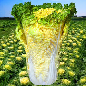 鸡蛋黄奶油大白菜种子真好吃黄心快菜籽农家田园夏秋四季播蔬菜孑