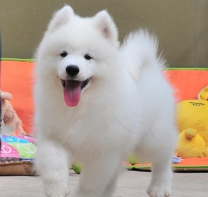 珠海纯种雪橇犬萨摩耶幼犬熊版微笑天使家养白色活体中型犬狐狸狗