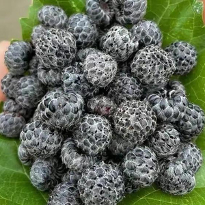 无刺黑泡新品种树莓盆栽阳台庭院采摘园种植带土带叶发货贵州产地