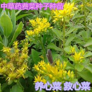 养心菜种子费菜土三七种山野菜籽南北方盆栽庭院四季易活