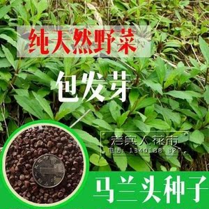野生马兰头种子马齿苋种子食用野菜四季播易种鸡毛菜菜园阳台盆栽