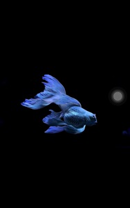 新手正宗台湾球形蝴蝶鲤锦鲤白金龙凤长尾冷水鱼淡水鱼观赏鱼活体