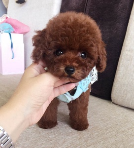 出售泰迪活犬幼犬茶杯犬宠物活幼体贵宾犬小型纯种小泰迪狗活体