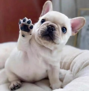 法斗幼犬纯种法国斗牛犬短体蓝牛黑牛奶油色家养虎斑小型犬宠物狗