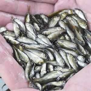 饵料观赏鱼红眼鱼鱼饲料鲤鱼苗赤眼鳟鱼苗活体龟食鳄龟食鱼饵活鱼