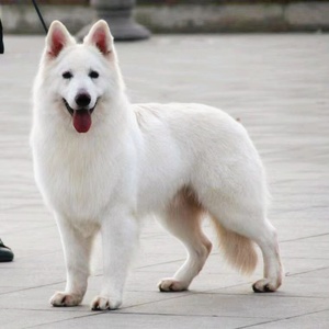 纯种瑞士牧羊犬幼犬活体白德牧幼崽血统白色牧羊犬看家护院大型犬