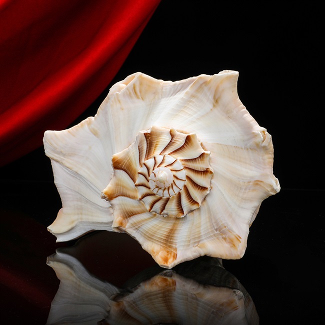 大法螺天然生物左旋法螺供佛摆件密宗佛教号角八供右旋大法螺法器