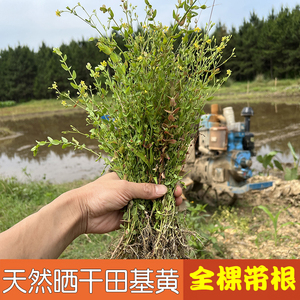 新鲜田基黄雀舌草地耳草天然无硫新货黄花仔干货中药材散500g包邮