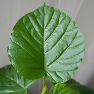 爱心榕日本盆栽大叶植物伞榕办公室内绿植好养易活客厅大型植物