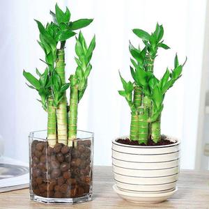 文昌竹植物水养门口摆件小型创意富贵竹小叶客厅绿植盆栽水培花卉