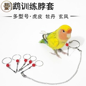鹦鹉脖套不锈钢虎皮牡丹玄凤中小型训练鸟用脖套绳栓鸟脖圈链子