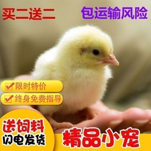 小鸡小型网红小黄鸡家养鸡崽幼体鸡宠物抖音宠物仔活的小动物散养