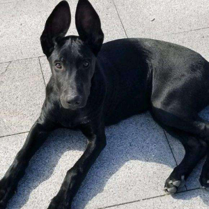 黑狼犬幼犬纯种中华墨界黑狼犬大型巨型纯黑色看家护院大狼狗护卫