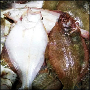 新鲜偏口鱼鲜活冷冻海鲜水产鲽鱼海鱼3斤4-6条顺丰包邮