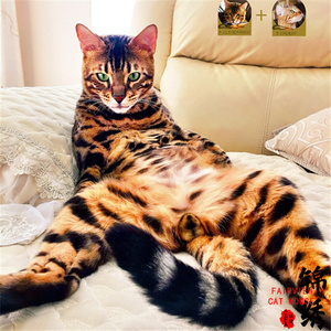猫咪活体孟加拉豹猫幼崽仔血统玫瑰纹玩具虎金银纯种短毛宠物猫舍