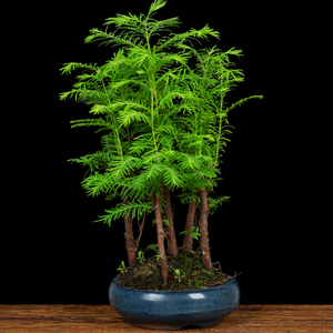 水杉盆栽植物盆景室内客厅阳台净化空气吸甲醛四季常青小盆景杉树
