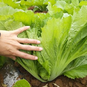 贵州新鲜青菜现摘大青菜当季蔬菜芥菜食用腌菜泡菜酸菜