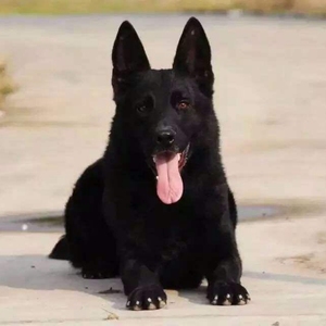 德国黑狼犬