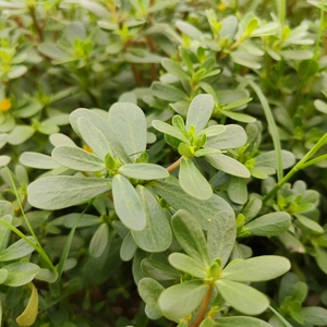 2斤装马齿苋菜新鲜包邮马齿菜马蜂菜马苋菜马齿笕新鲜蚂蚱菜